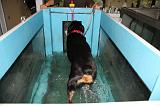 TAPIS AQUATIQUE - ROTTWEILER 085